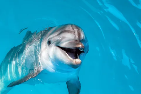 Close-up of a smiling dolphin swimming in clear bright blue water.