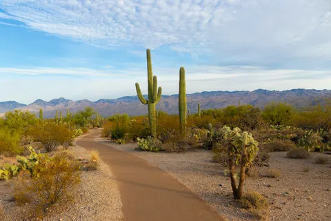 Winding desert path surrounded by various cacti and desert plants under a partly cloudy sky with mountains in the background