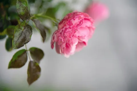 Mother’s Day grief reflection support