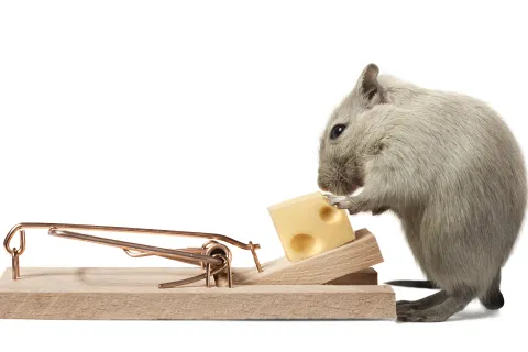 a squirrel eating cheese