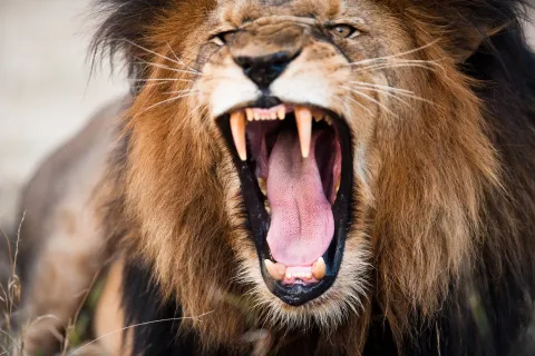 a lion with its mouth open