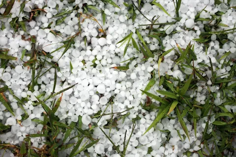 Close-up of small white hailstones scattered on green grass after a hailstorm.