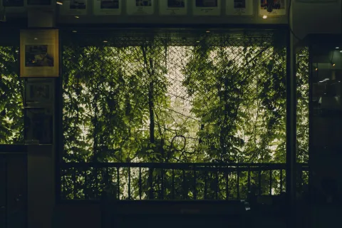 Green leafy vines growing densely behind a metal fence viewed through a window during daytime.