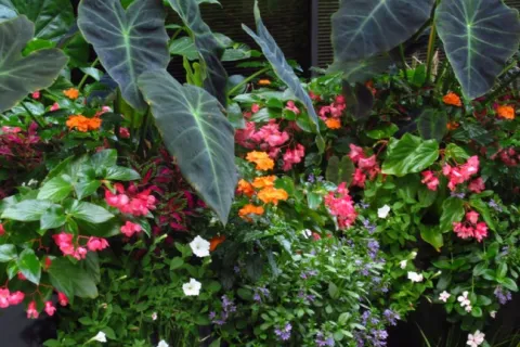 plants in a garden
