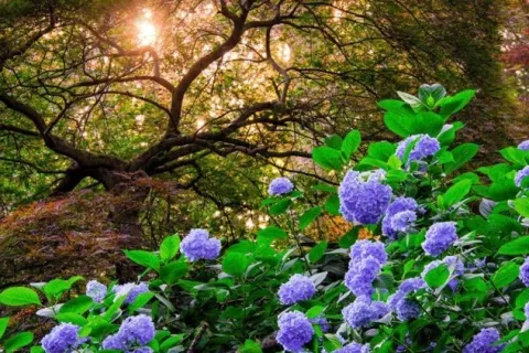 a group of purple flowers in a garden