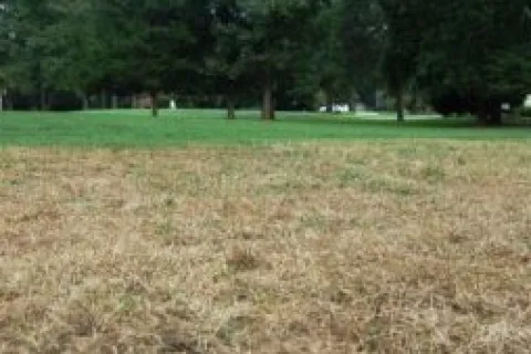 a field of grass