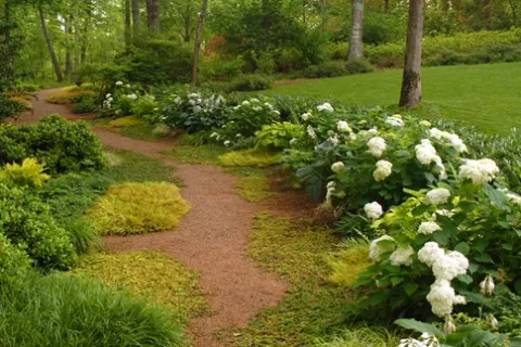 a close up of a flower garden