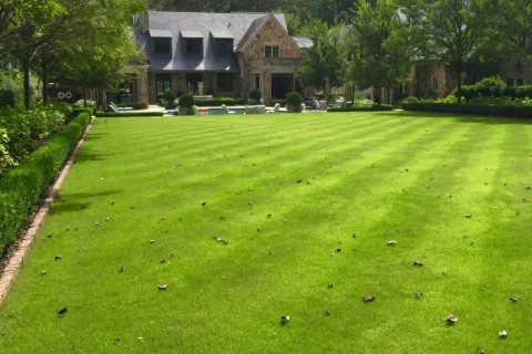 a close up of a lush green field