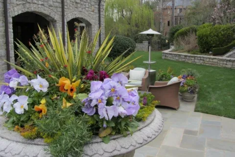 a close up of a flower garden