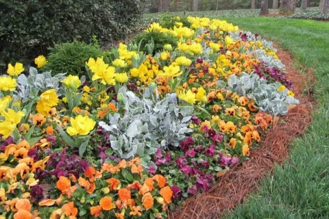 a close up of a flower garden