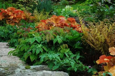 a plant in a garden