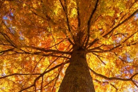 a large tree in a forest