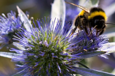 a close up of a flower