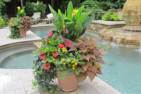 a container plant