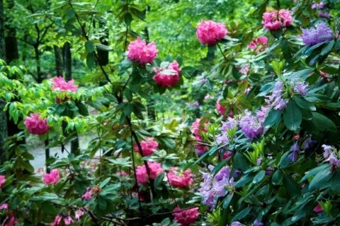 a close up of a flower garden