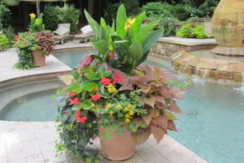 container plant