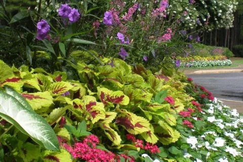 purple and pink flowers in a garden