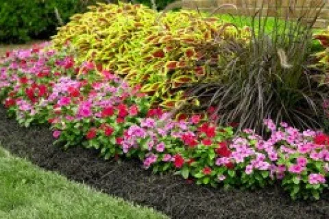 a close up of a flower garden