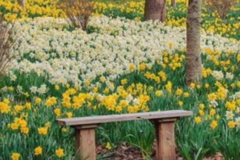 several daffodils in a park