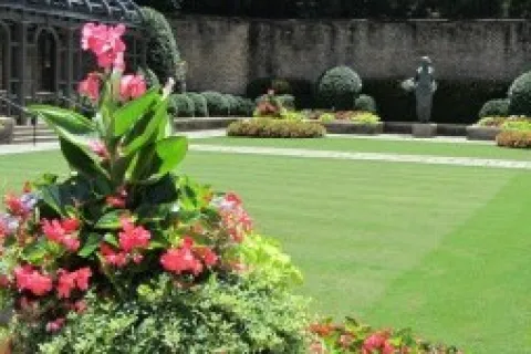 a close up of a flower garden
