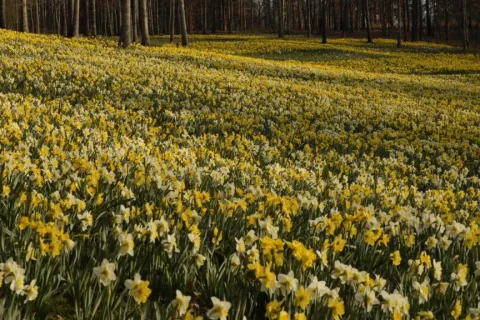 flowers in a field