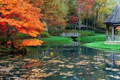 a pond surrounded by trees