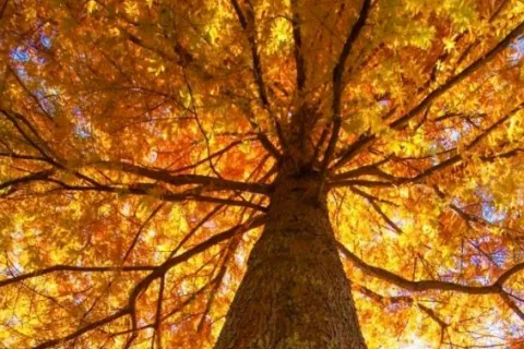 a close up of a tree