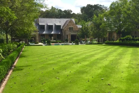 a close up of a lush green field