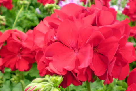 a close up of a flower