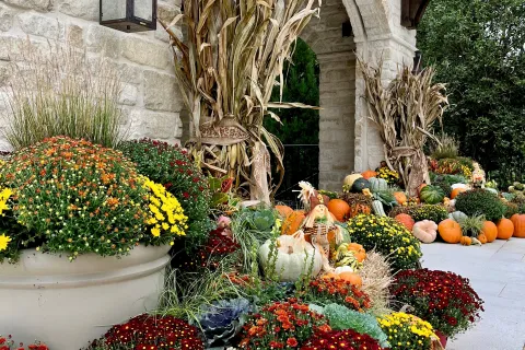 Front porch decorated with pumpkins, colorful chrysanthemums, dried corn stalks, and autumn foliage in fall theme.
