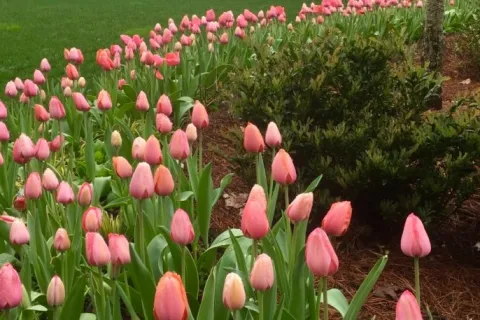 a group of pink flowers in a garden