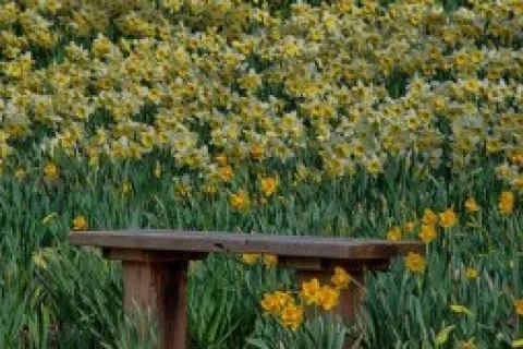 a close up of a flower garden