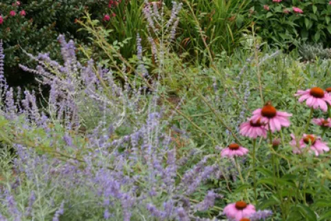 a close up of a flower garden