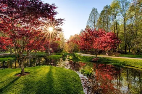 a pond surrounded by green grass and trees
