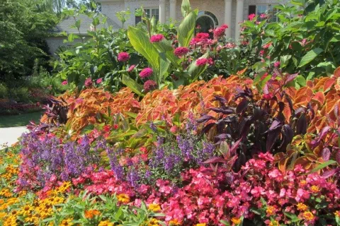 a close up of a flower garden