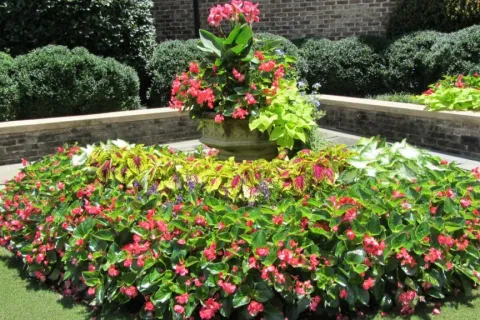 a close up of a flower garden in front of a building