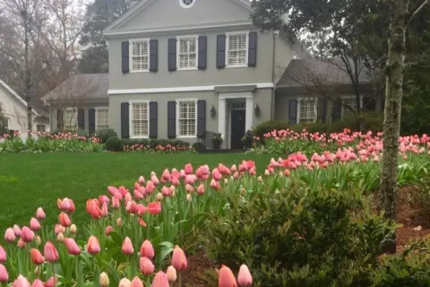 a group of pink flowers in a garden