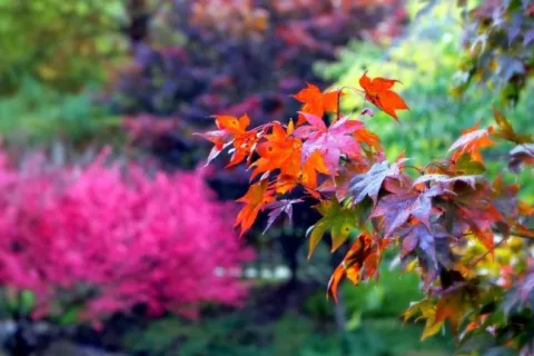 a group of pink flowers on a tree