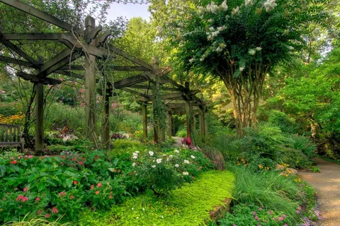 a large tree in a garden