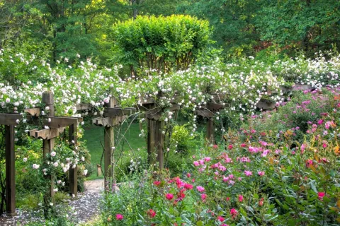a close up of a flower garden