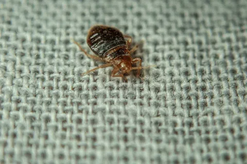 Close-up of a bed bug on textured gray fabric showing its oval, brown segmented body and legs.