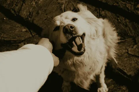 Happy white dog being petted on head outdoors with sunlit stone ground in background.