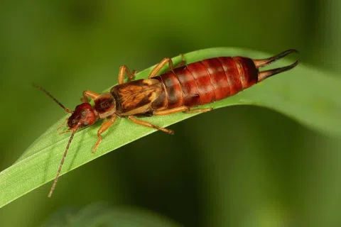 Close-up of a reddish-brown earwig insect with pincers resting on a green leaf.