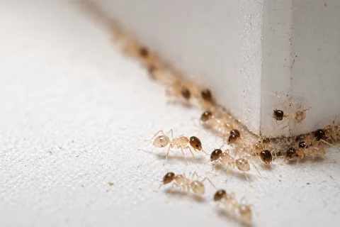 Ghost ants trailing along a kitchen baseboard in a South Florida home, showing translucent bodies and dark heads