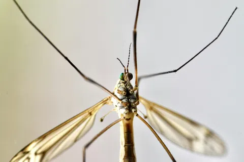 Close-up macro shot of a delicate crane fly with long legs and translucent wings against a soft light background.