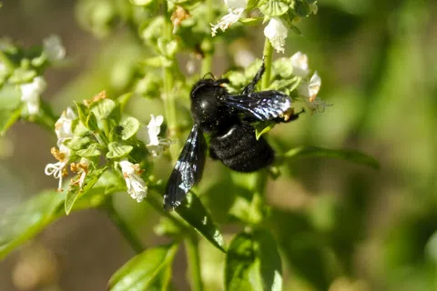 Black bee with iridescent wings pollinating white flowers on green basil plant leaves outdoors.