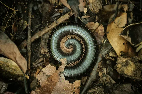 Curled millipede resting on dry leaves and forest floor debris with visible segmented body and legs.