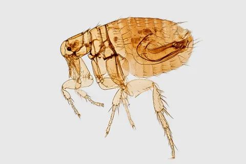 Close-up view of a translucent brown flea showing detailed anatomy and body segments on white background