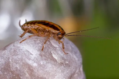 Close-up of a brown cockroach perched on a white textured surface with a blurred green background
