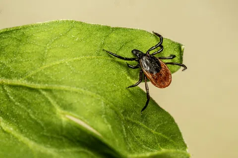 Close-up of a black and red tick on a bright green leaf against a beige background